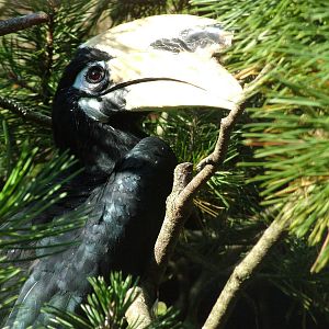 Northern Pied Hornbill at Heppenheim, 05/09/10