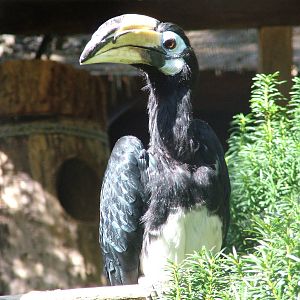 Northern Pied Hornbill at Heppenheim, 05/09/10