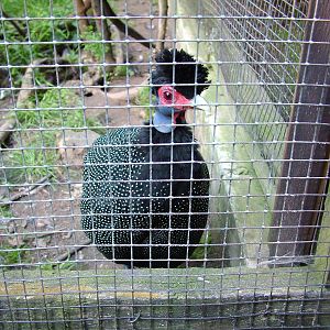 Kenyan Crested Guineafowl at Heppenheim, 05/09/10