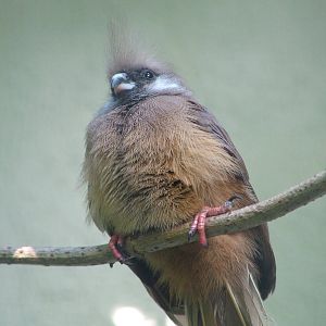 Mombassa Speckled Mousebird at Heppenheim, 05/09/10
