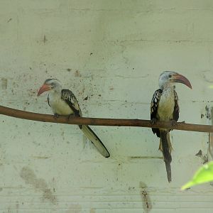 Western Red-billed Hornbills at Heppenheim, 05/09/10