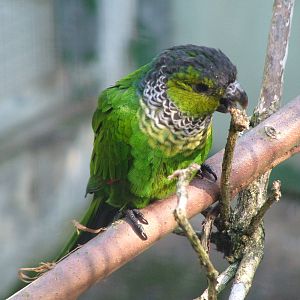 Black-capped Conure at Heppenheim, 05/09/10