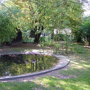 Flamingo Exhibit at Heppenheim, 05/09/10