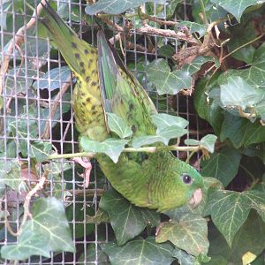 Lineolated Parakeet at Heppenheim, 05/09/10