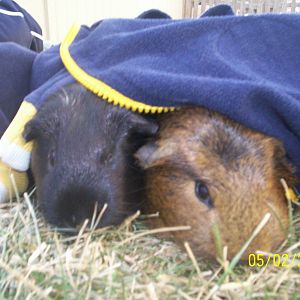 Guinea Pigs