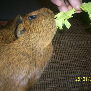 Guinea Pig
