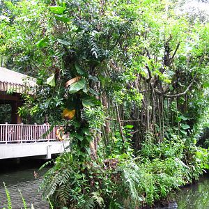 Primate Kingdom - Red-bellied Tamarin island