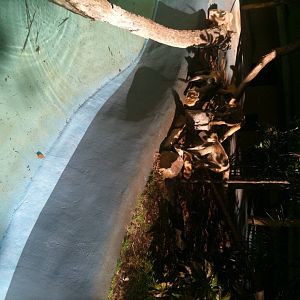 (Black Handed?) Spider Monkey