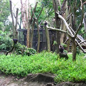 Primate Kingdom - Lion-tailed Macaque island