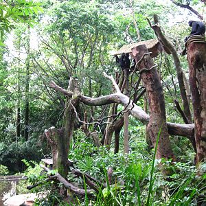 Primate Kingdom - Spider Monkey island