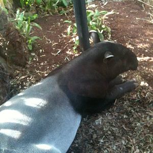 Malayan Tapir