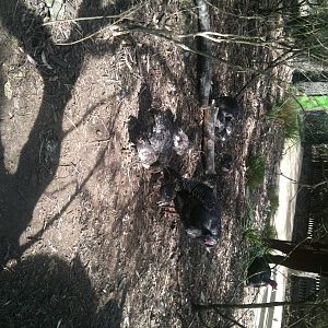 Wild Turkey + Chicks