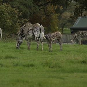 Eldest of the 2 new foals