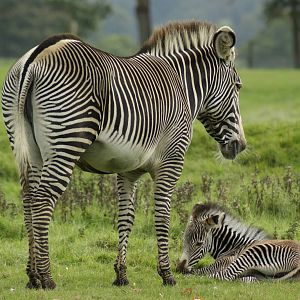 Youngest of the 2 foals