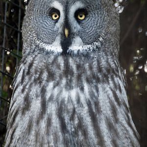 Great Grey Owl