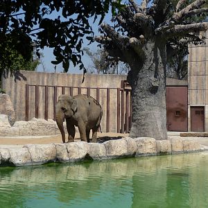 asian elephant maggie san juan de aragon zoo