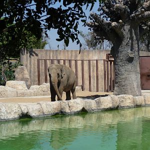 asian elephant maggie san juan de aragon zoo