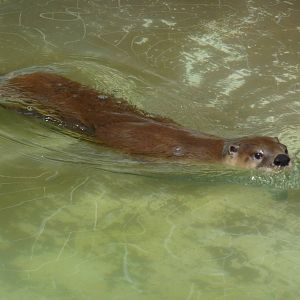 river otter san  juan de aragon zoo