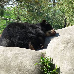andean bear riozoo