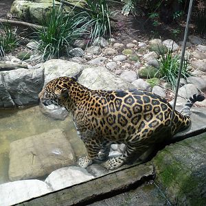 jaguar san juan de aragon zoo