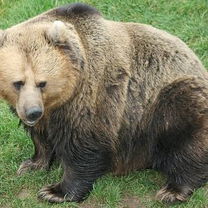Brown bear; Whipsnade; 9th October 2010