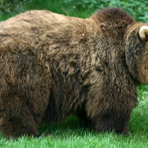 Brown bear; Whipsnade; 9th October 2010