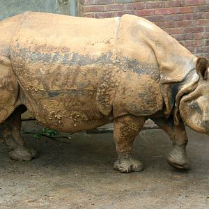 Very muddy Indian rhinoceros; Whipsnade; 9th October 2010