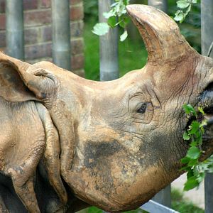 Indian rhino eating browse; Whipsnade; 9th October 2010