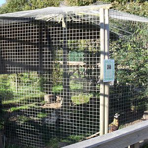 Reeves Pheasant Aviary