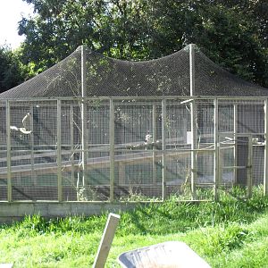 Kookuburra Aviary