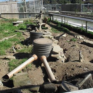 Meerkat Enclosure