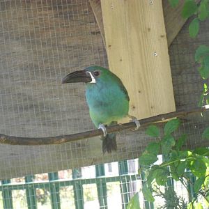 Crimson Rumped Toucanet