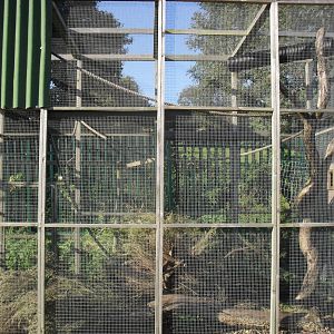 Japanese White Bellied Squirrel Enclosure