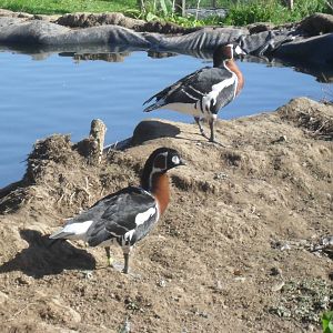 Red Breasted Geese
