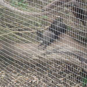 Japanese White Bellied Squirrel