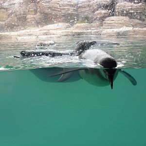 Penguin Exhibit