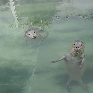 Rescued Seals in Rehab