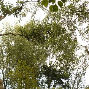 MALI TRYING TO PERSUE DEMO