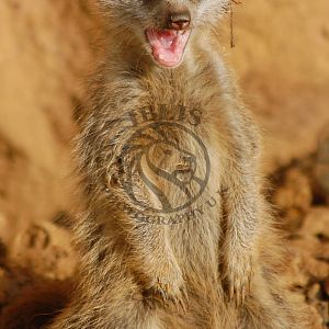 Shocked Meerkitten