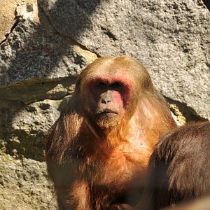 Stump-tailed macaque