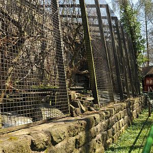 Stump-tailed macaque enclosure