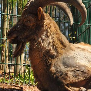 Caucasian Ibex