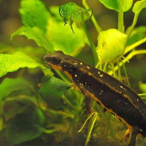 Famous Chemnitz Vivarium