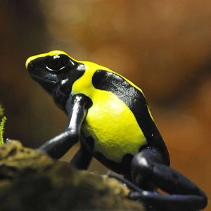 Famous Chemnitz Vivarium