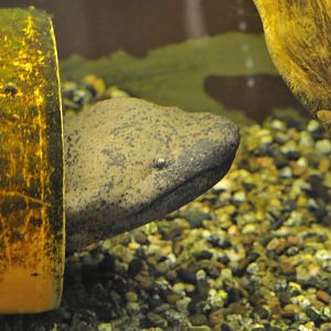 Famous Chemnitz Vivarium