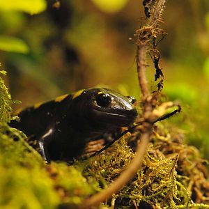 Famous Chemnitz Vivarium