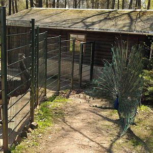 Interspecies interaction