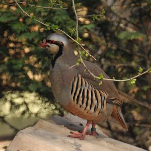 Chukar Partridge