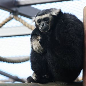 Pileated gibbon
