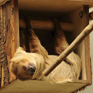 sloth house